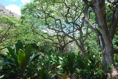 2007_05_30_HAWAII (75) (Large).JPG